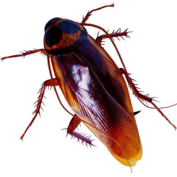 blatella-germanica blatella-germanica