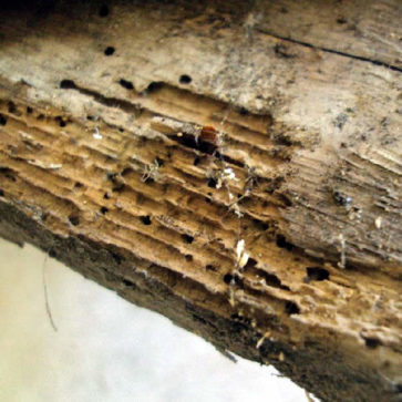 destacado-tratamiento-madera destacado-tratamiento-madera