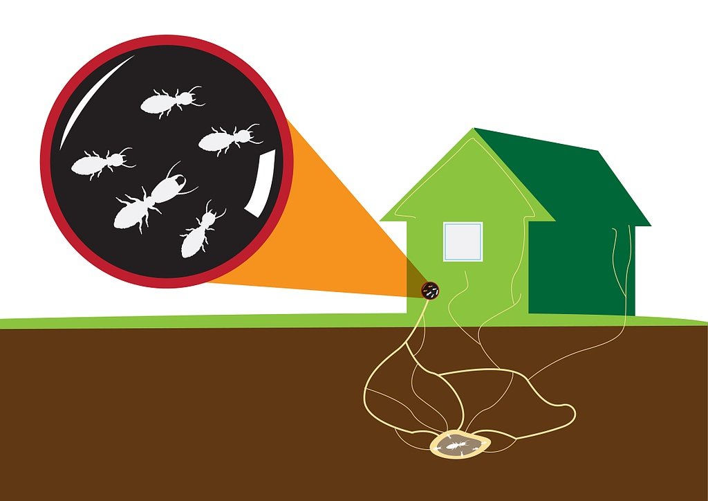 eliminar termitas Soluciones Ambientales