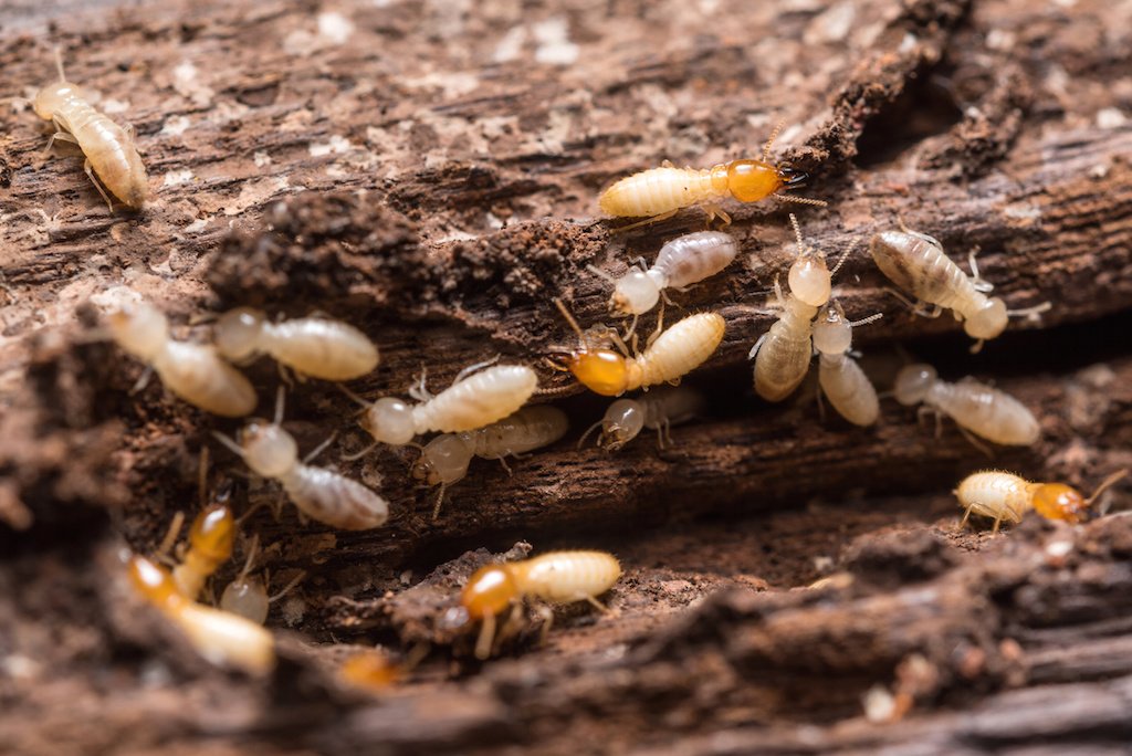 termita Soluciones Ambientales