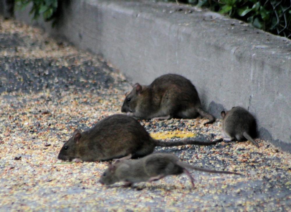roedores Soluciones Ambientales