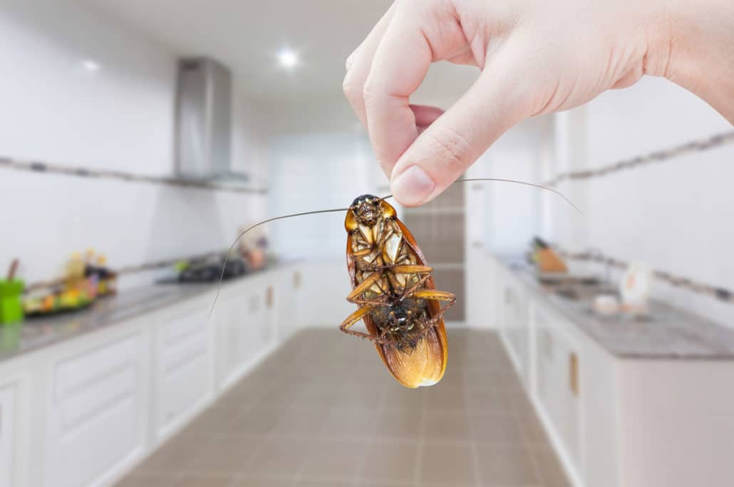 evitar cucarachas en casa Soluciones Ambientales