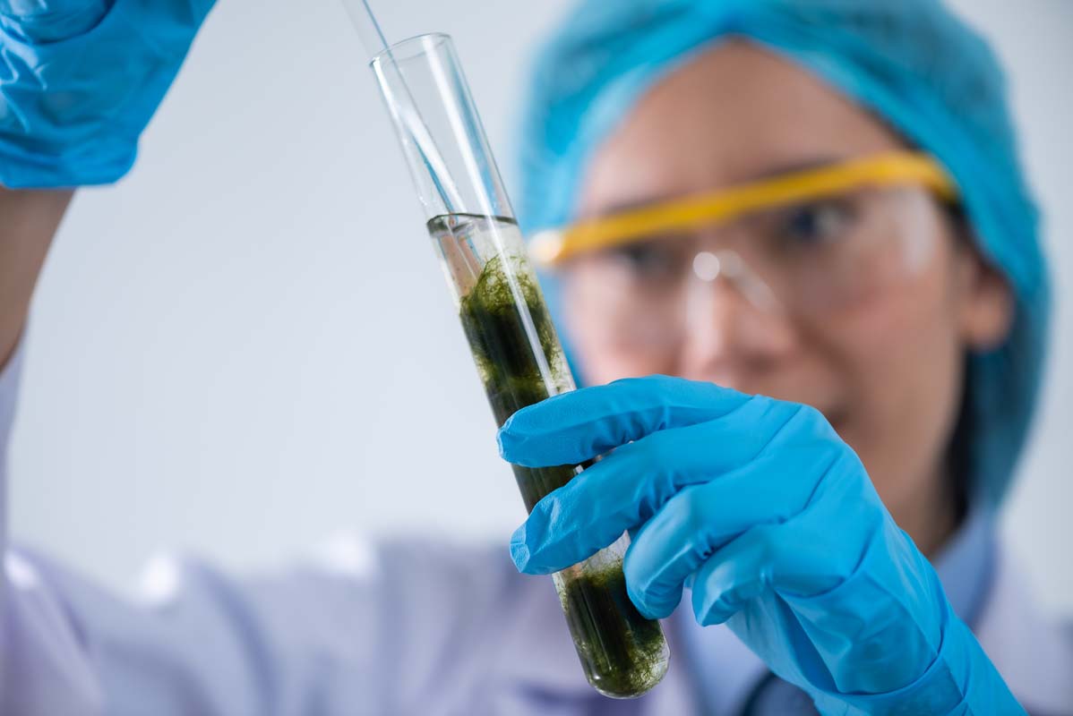 biofuel-research-process-in-laboratory-microalgae-photobioreactor-for-alternative-energy-innovation-in-renewable-energy-laboratory
