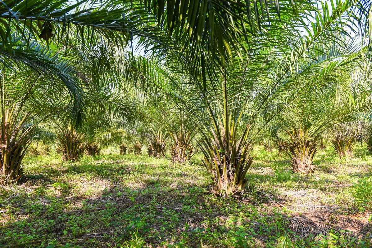 tropical-tree-plant-palm-tree-fields-nature-agricultural-farm-palm-plantation-palm-oil-of-crops-in-green